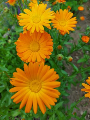 Orange Blumen